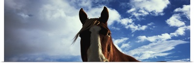 Close-up of a horse, Montana