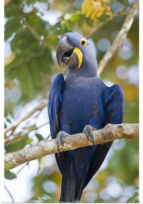 Close up of a Hyacinth macaw Anodorhynchus hyacinthinus Three Brothers River Meeting of the Waters State Park Pantanal Wetlands Brazil