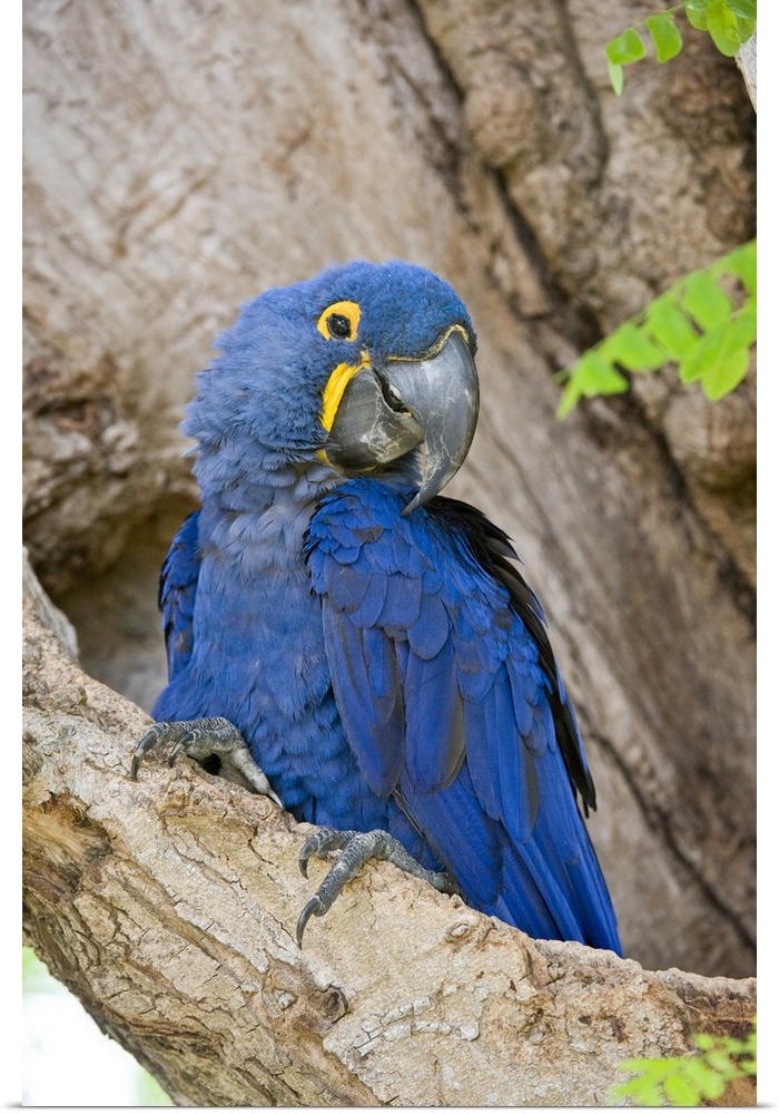 Close up of a Hyacinth macaw Anodorhynchus hyacinthinus Three Brothers River Meeting of the Waters State Park Pantanal Wet...