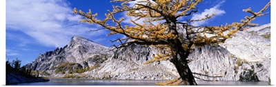 Close-up of a larch tree near a lake, Enchantment Lake, East Cascades, Washington State