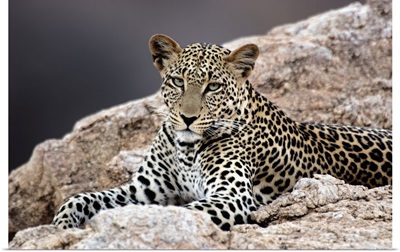 Close-up of a leopard lying on a rock
