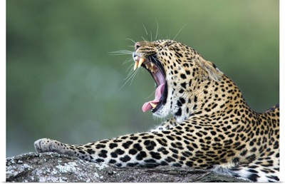 Close-up of a leopard yawning, Ngorongoro Conservation Area, Arusha Region, Tanzania (Panthera pardus)