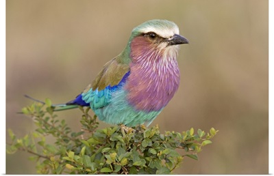 Close-up of a Lilac-Breasted Roller (Coracias Caudata) perching on a plant, Masai Mara National Reserve, Kenya