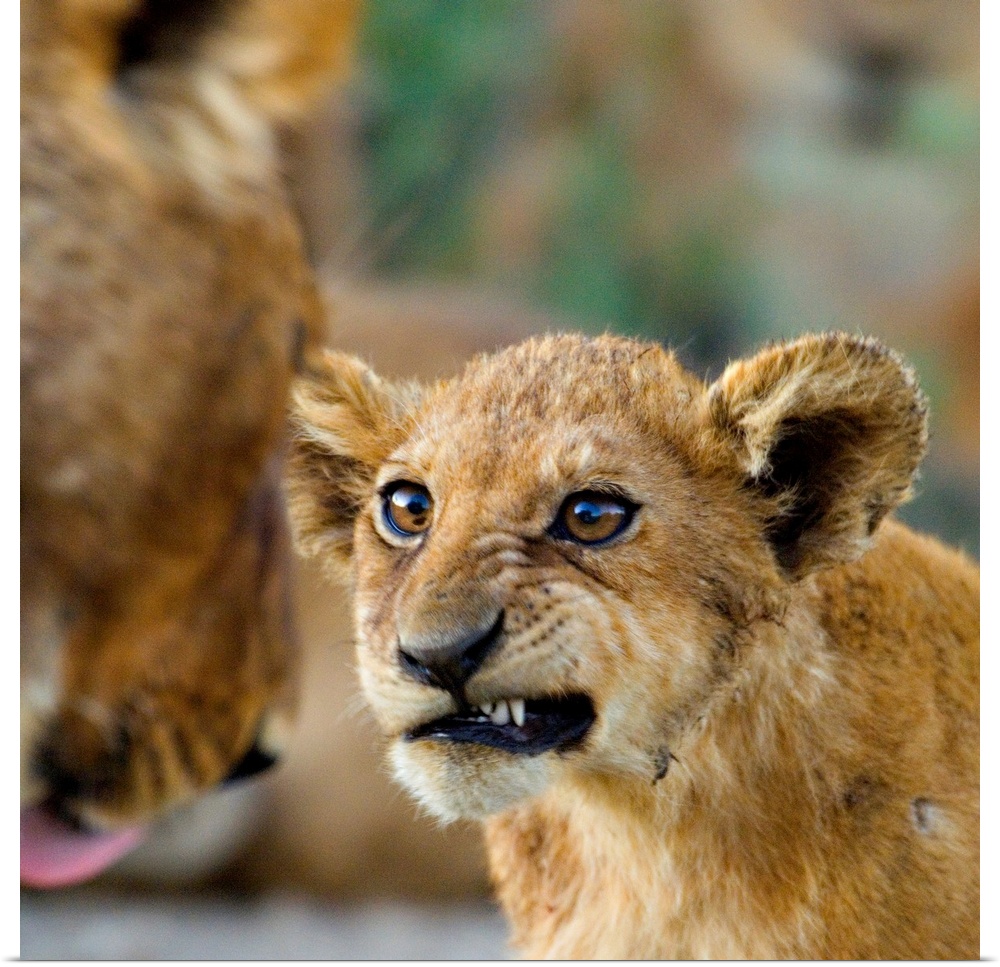Big photograph shows a young lion as it snarls at a more mature lion.  The sharp focus on the young lion is contrasted by ...