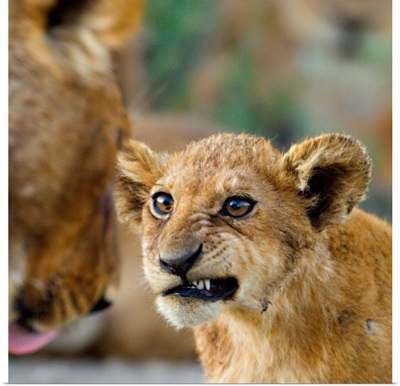 Close-up of a lion cub, Ngorongoro Conservation Area, Arusha Region, Tanzania (Panthera leo)