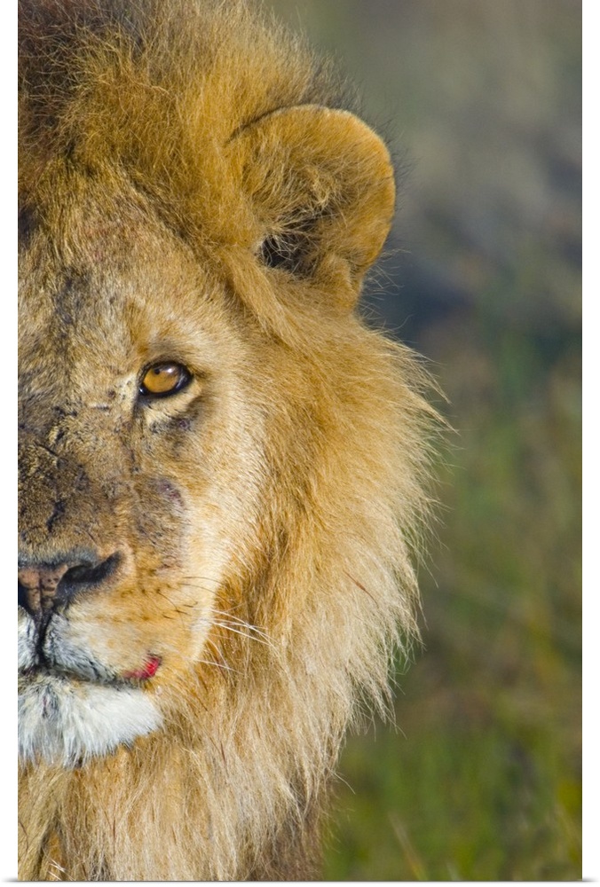 Portrait, large close up photograph of half of a male lions face against a soft focus background, in the Ngorongoro Conser...