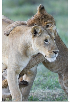Close-up of a lioness and her two cubs, Ngorongoro Crater, Ngorongoro Conservation Area, Tanzania (Panthera leo)