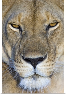 Close-up of a lioness, Masai Mara National Reserve, Kenya (Panthera leo)