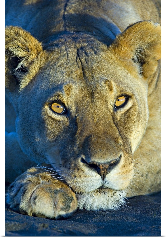 Close-up of a lioness, Ngorongoro Conservation Area, Arusha Region, Tanzania (Panthera leo)