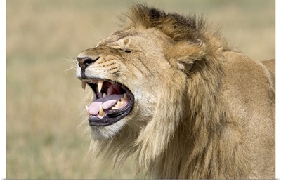 Close-up of a male lion roaring