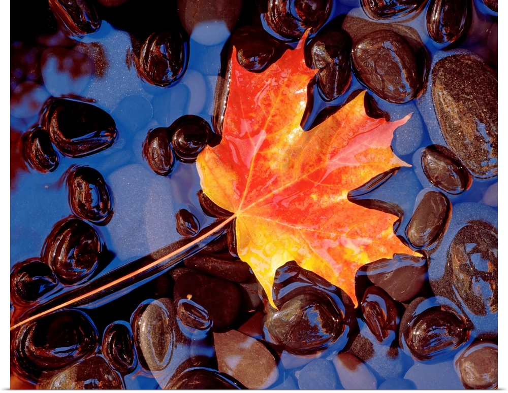 Big wall art of an autumn toned leaf laying in water filled with smooth pebbles.