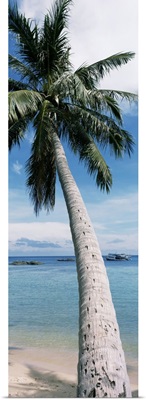 Close-up of a palm tree on the beach