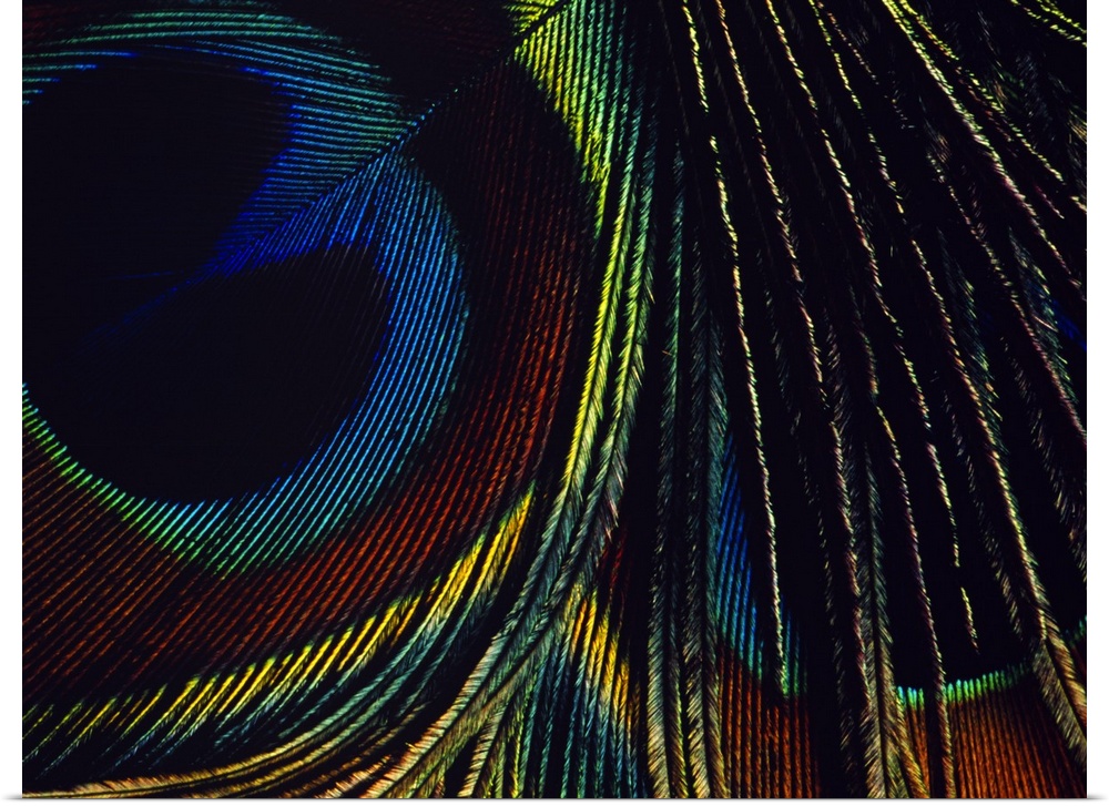 Macro photograph of a single bird feather from a peafowl, showing the patterns and iridescence resembling an eye.