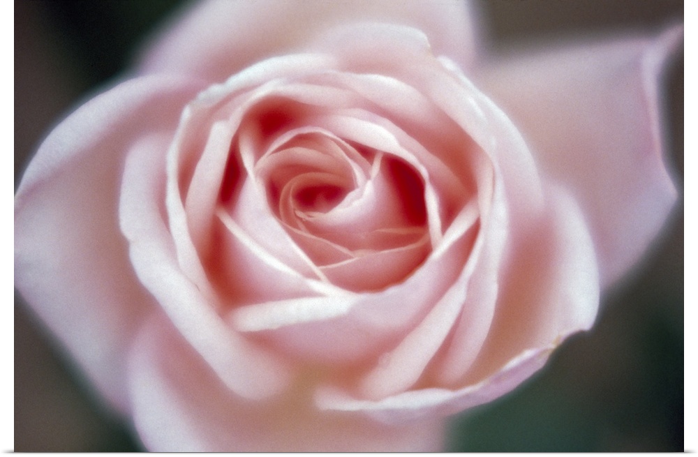 Close-up of a pink rose