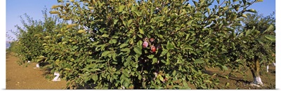 Close-up of a plum tree in an orchard, Gilroy, California
