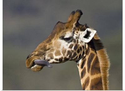 Close-up of a Rothschilds giraffe, Lake Nakuru, Kenya (Giraffa camelopardalis rothschildi)