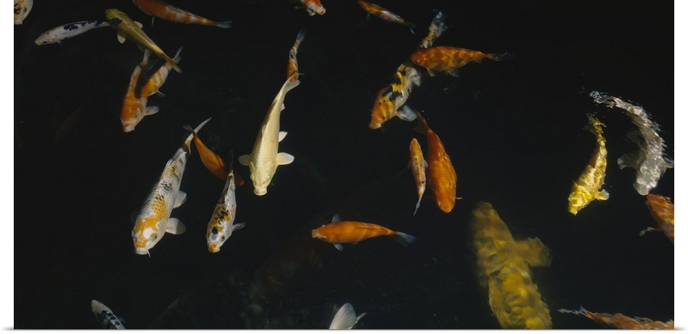 Close-up of a school of fish in an aquarium, Japanese Koi Fish, Capitol Aquarium, Sacramento, California