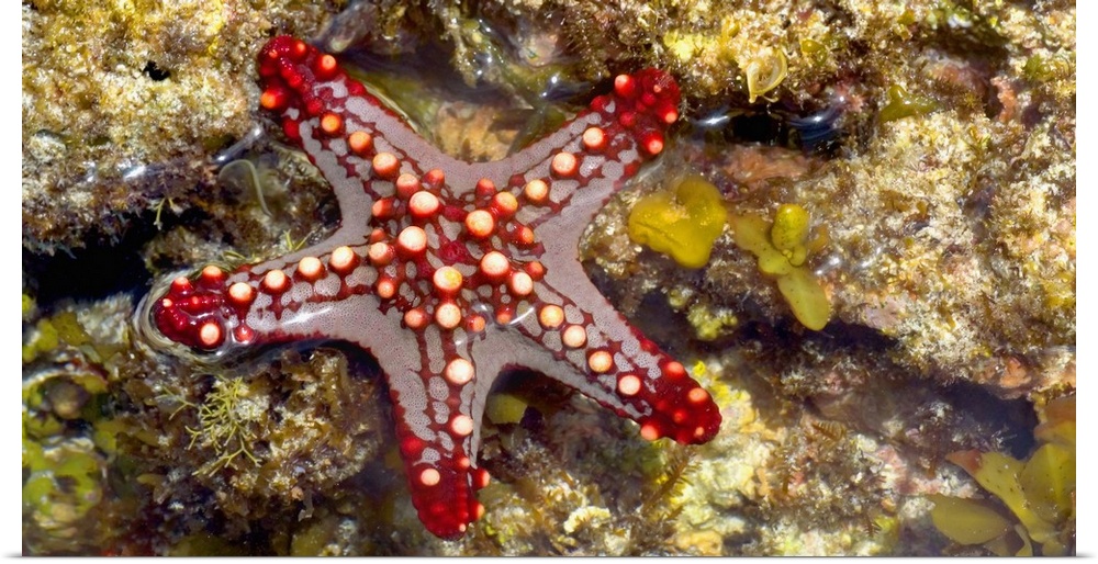 Close-up of a Sea Star