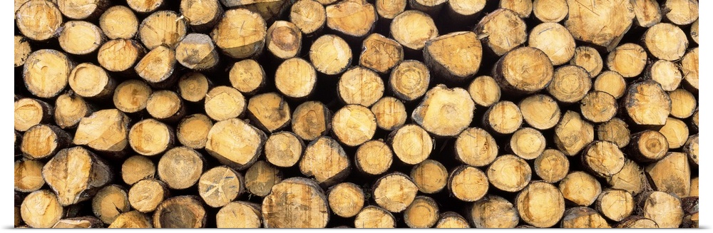 Close-up of a stack of wooden logs, Black Forest, Baden-Wurttemberg, Germany
