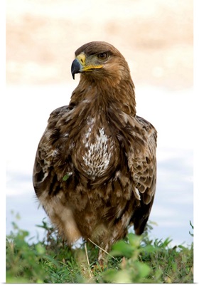 Close up of a Tawny eagle (Aquila rapax), Ndutu, Ngorongoro, Tanzania