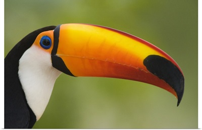 Close up of a Toco toucan Ramphastos toco Three Brothers River Meeting of the Waters State Park Pantanal Wetlands Brazil