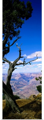 Close-up of a tree at the edge of a canyon, Grand Canyon National Park, Arizona