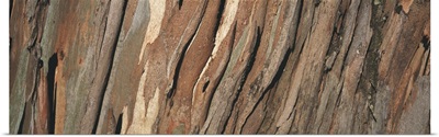 Close-up of a tree bark, Eucalyptus tree, San Rafael, California
