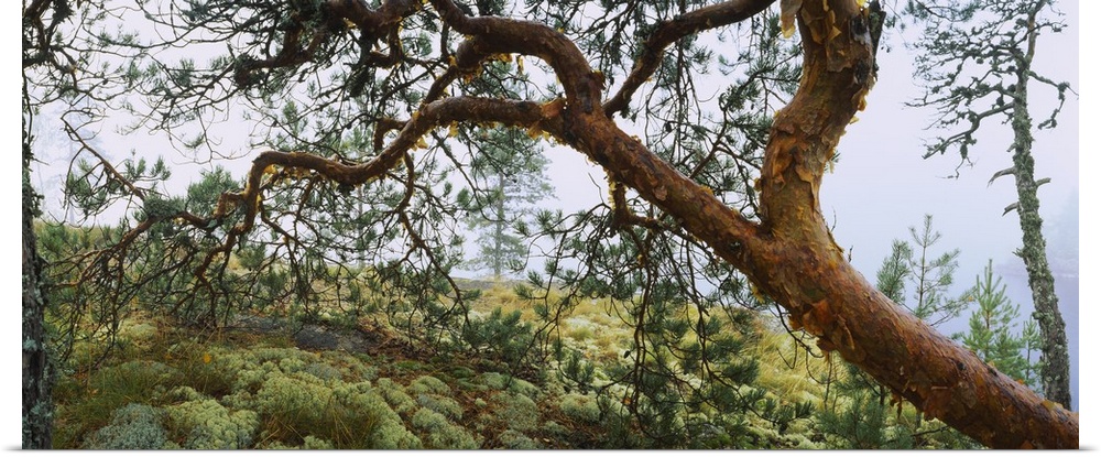 Close-up of a tree on a landscape, Lake Saimaa, Puumala, Finland