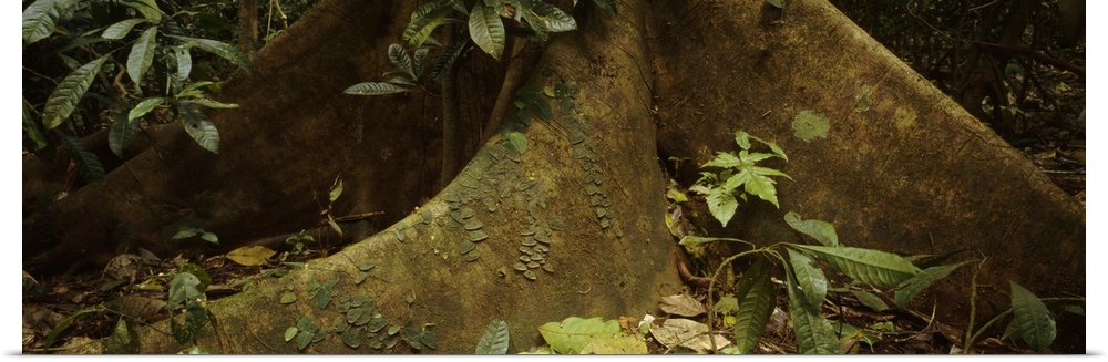 Close-up of a tree root, Carara National Park, Costa Rica