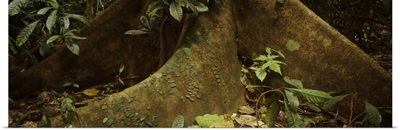 Close-up of a tree root, Carara National Park, Costa Rica