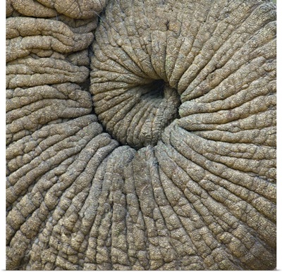 Close-up of an Elephant trunk, Ngorongoro Conservation Area, Arusha Region, Tanzania