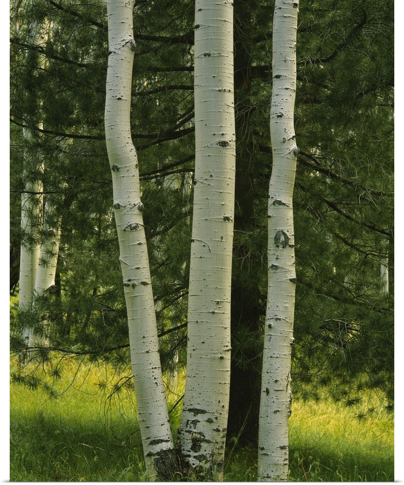 Close-up of aspen trees, Apache-Sitgreaves National Forest, Arizona