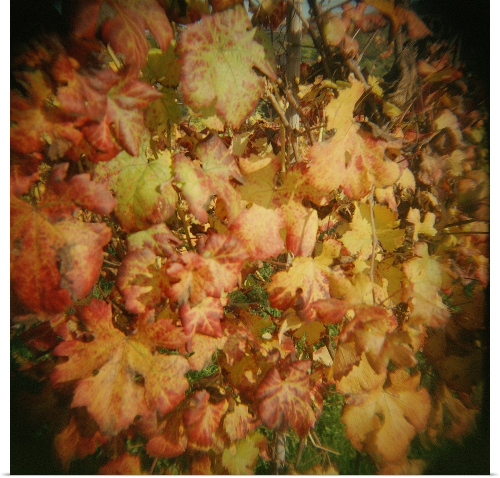 Close up of autumnal grape leaves, Barberra grape leaves, Piedmont Region, Italy