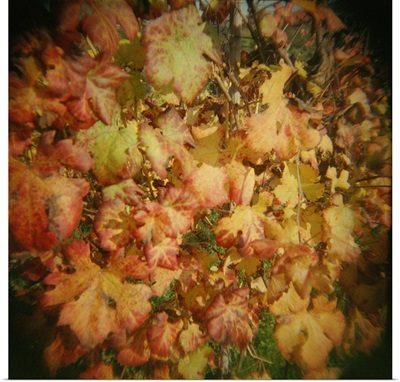 Close up of autumnal grape leaves, Barberra grape leaves, Piedmont Region, Italy