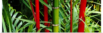 Close-up of bamboo trees, Hawaii
