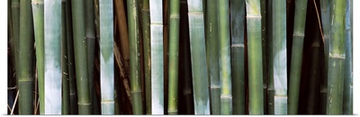 Close up of bamboos