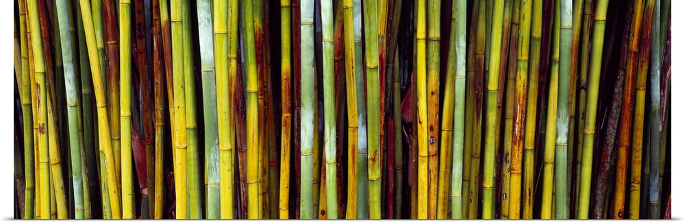 Panoramic image of multi-colored bamboo stalks.