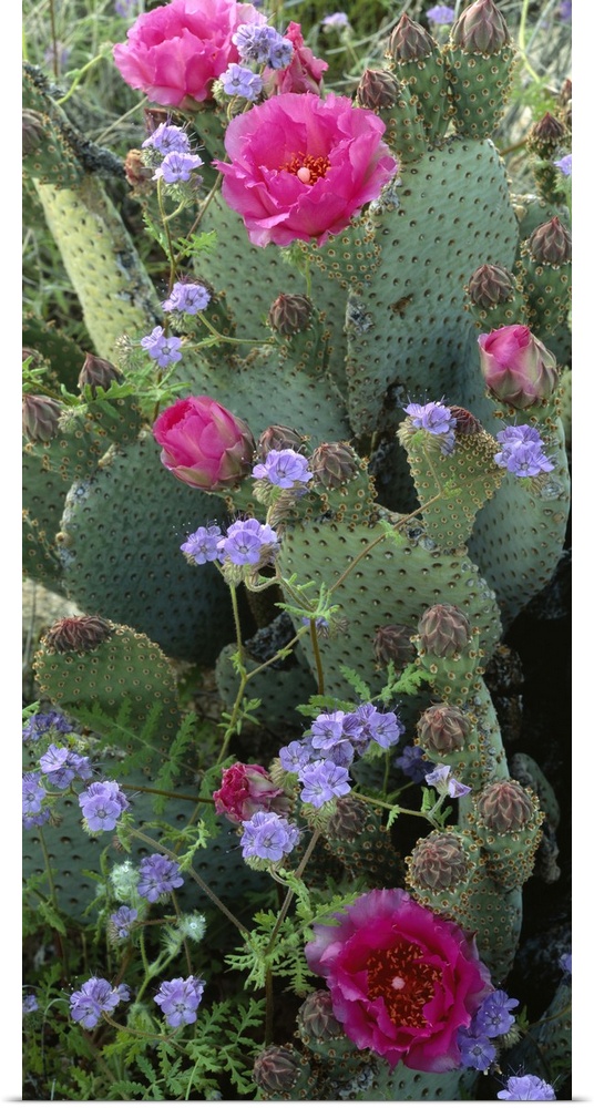 Large, vertical photograph of a beavertail cactus with bright, open blooms on it, surrounded by greenery, near Henderson C...
