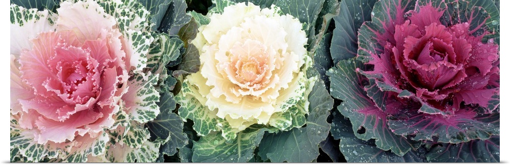 Giant, close up photograph of three cabbage flowers of varying colors, in North Carolina.