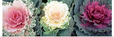 Close-up of cabbage flowers, North Carolina