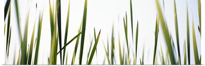 Close-up of cattail grass (Typha latifolia)