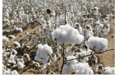 Close-up of cotton plants in a field, Wellington, Texas