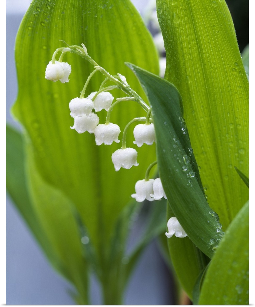 Big, vertical, close up photograph of lily of the valley, surrounded by its large green leaves that are covered with dew d...