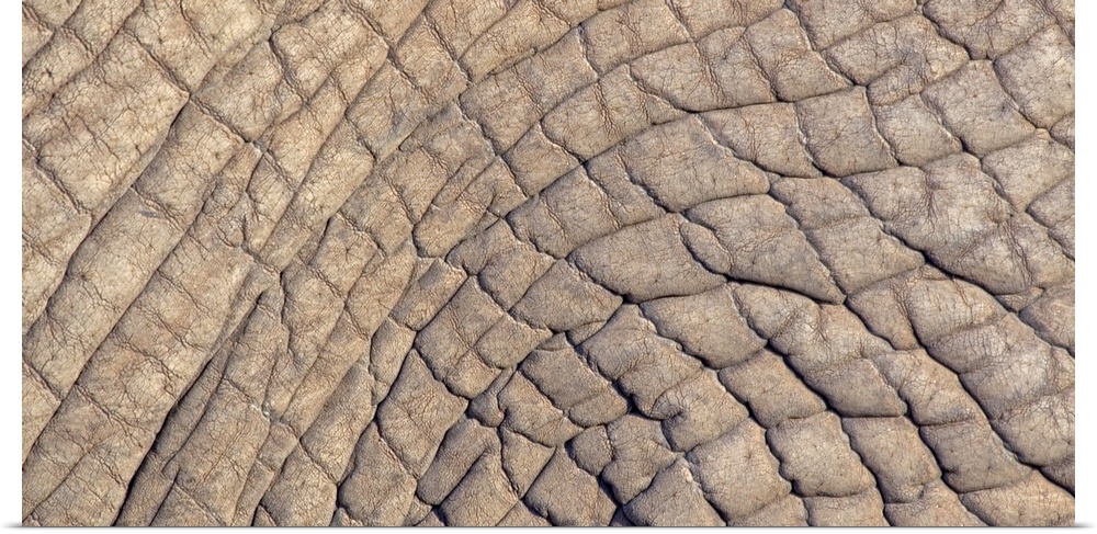 Close-up of elephant skin
