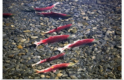 Close-up of fish in water, Sockeye Salmon, Cooper Landing, Kenai Peninsula, Alaska