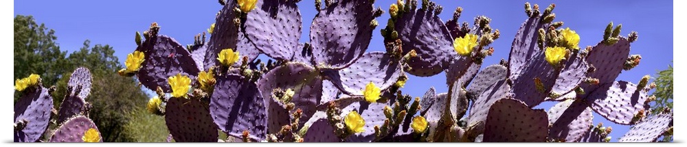 Close-up of flowering cactus plants, Oracle, Arizona