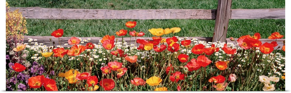 This is a close up panoramic photograph of poppies growing at the base of a distressed wooden fence.