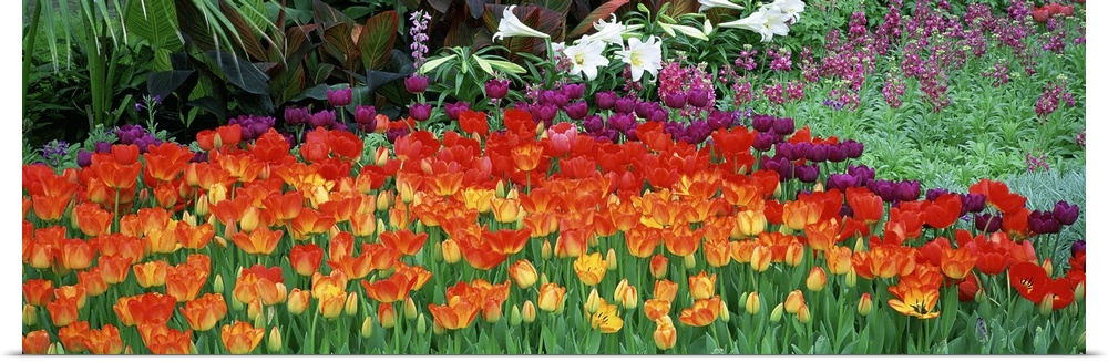 Big panoramic artwork consists of colorful tulips showcased in the front and other wild flowers and plants in the background.