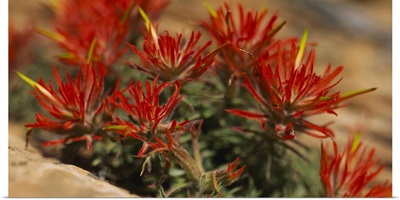Close-up of flowers, Indian Paintbrush, Canyonlands National Park, Utah, (Castilleja Mutis)