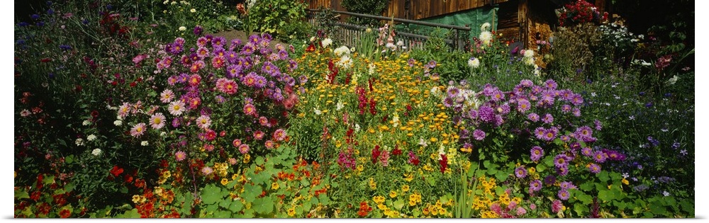 Close-up of flowers, Muren, Switzerland